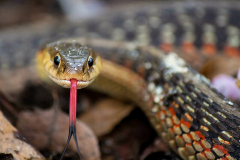 14 Signs That Show That Your Snake Is Stressed Reptile Craze
