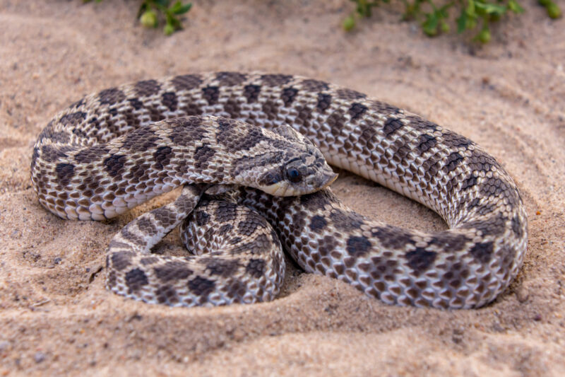 Are Pet Snakes Dangerous? How To Keep Risks At A Minimum Reptile Craze