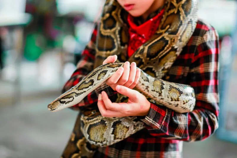 Can Snakes Bond With Their Owners? Reptile Craze