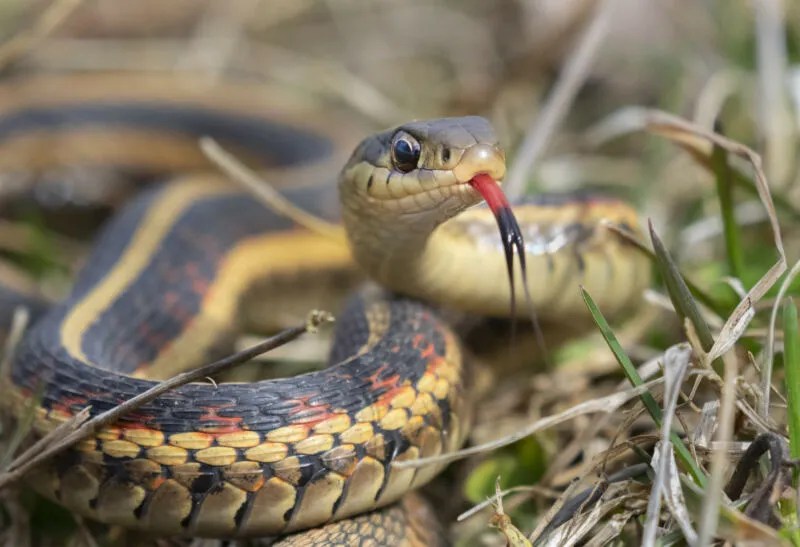 Are Pet Snakes Dangerous? How To Keep Risks At A Minimum Reptile Craze