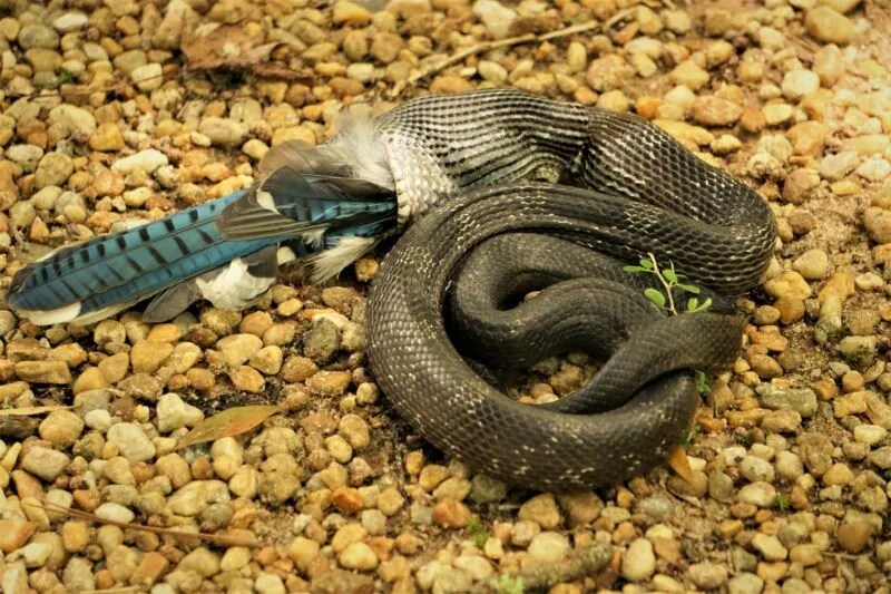 What Human Foods Can Snakes Eat? Reptile Craze