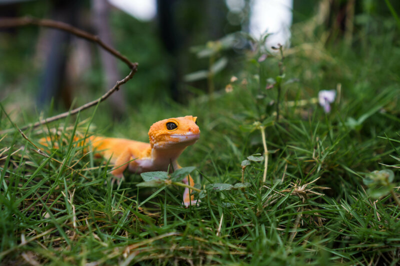 Why Mealworms Can Cause Impaction In Leopard Geckos Reptile Craze