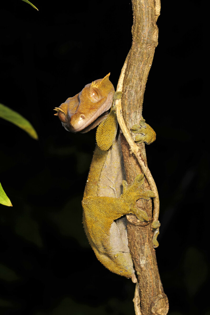 How Many Mealworms Can A Crested Gecko Eat at Howard Locke blog