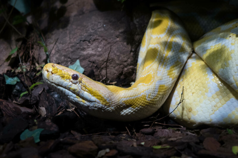 14 Signs That Show That Your Snake Is Stressed Reptile Craze