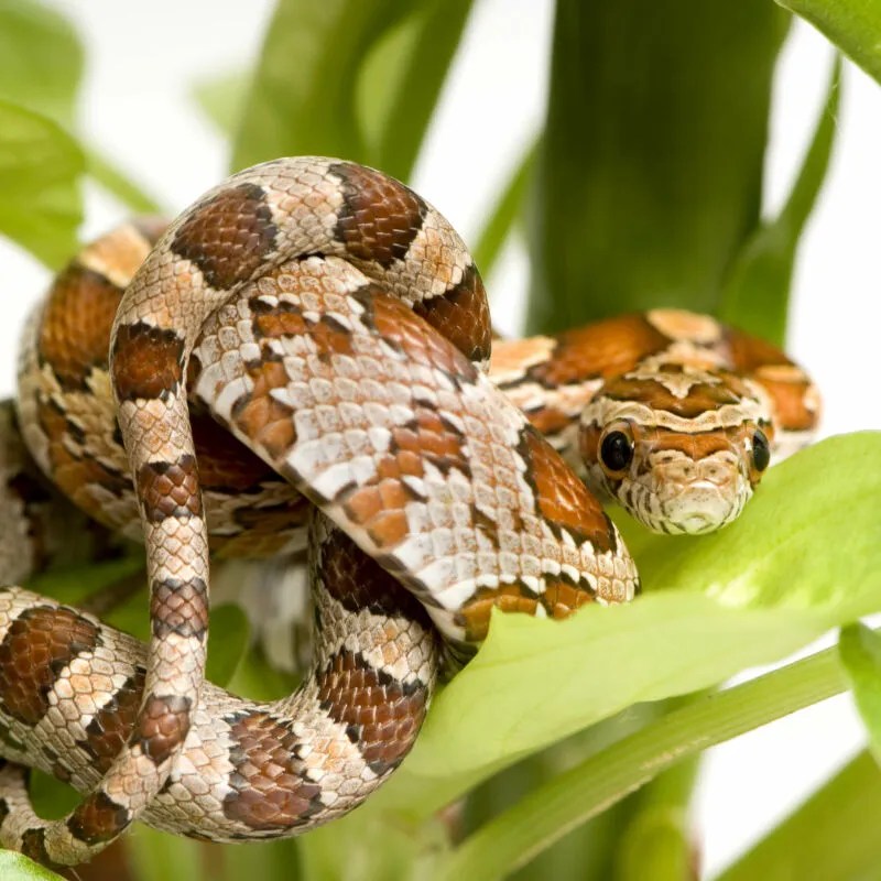 Are Pet Snakes Dangerous? How To Keep Risks At A Minimum Reptile Craze