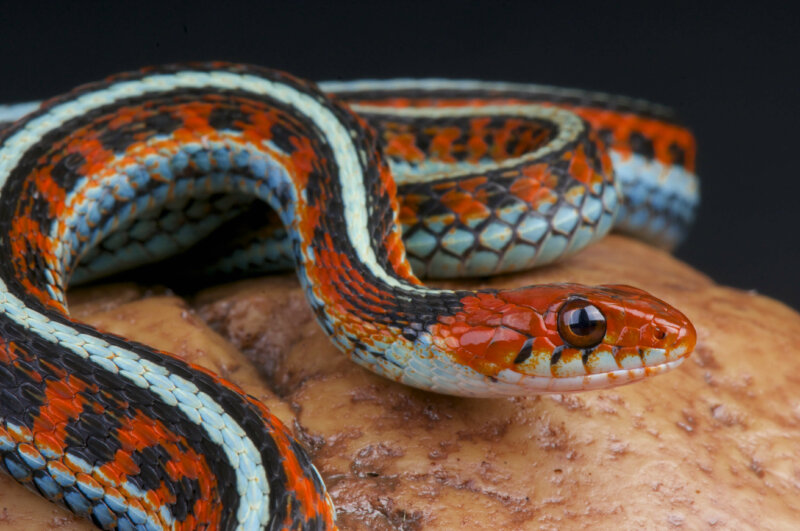 14 Signs That Show That Your Snake Is Stressed Reptile Craze