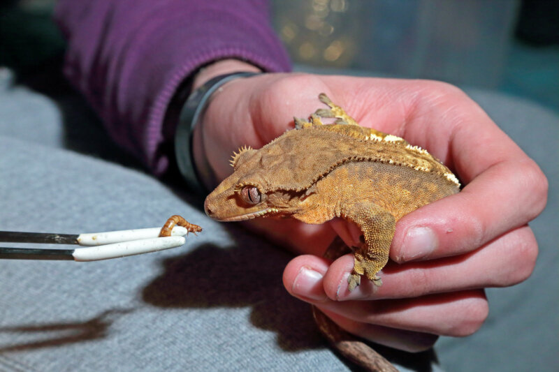 Feeding Crested Gecko Mealworms A Good Idea? Reptile Craze