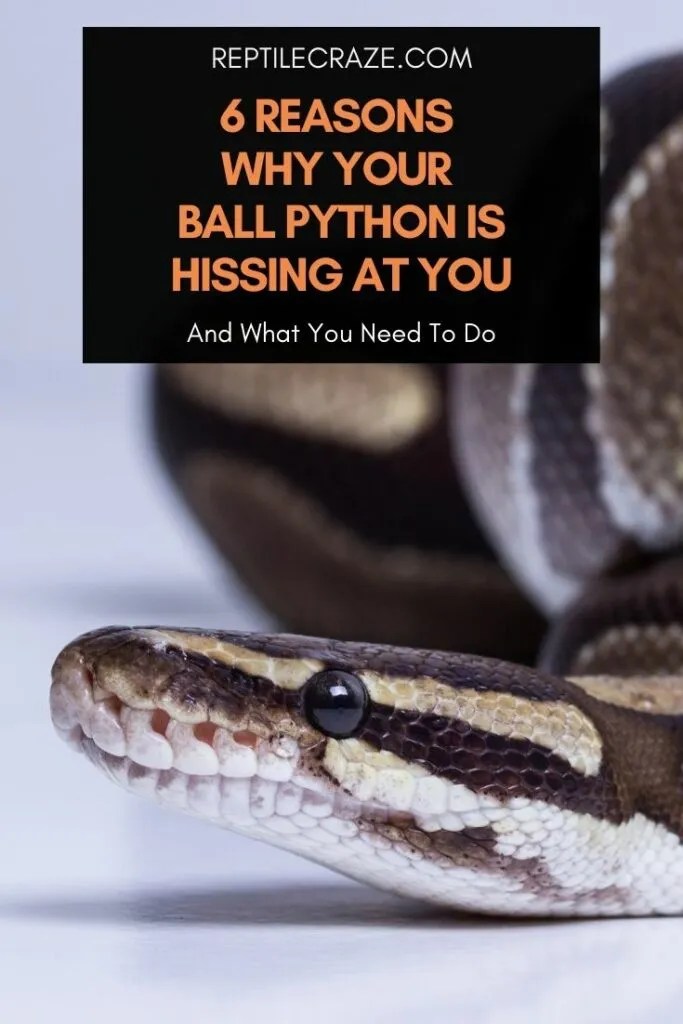 4 Reasons Why Your Ball Python Hisses At You Reptile Craze