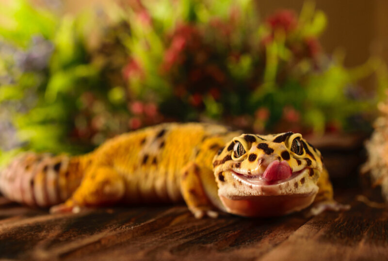 Why Leopard Geckos Should Never Eat Fruit Reptile Craze