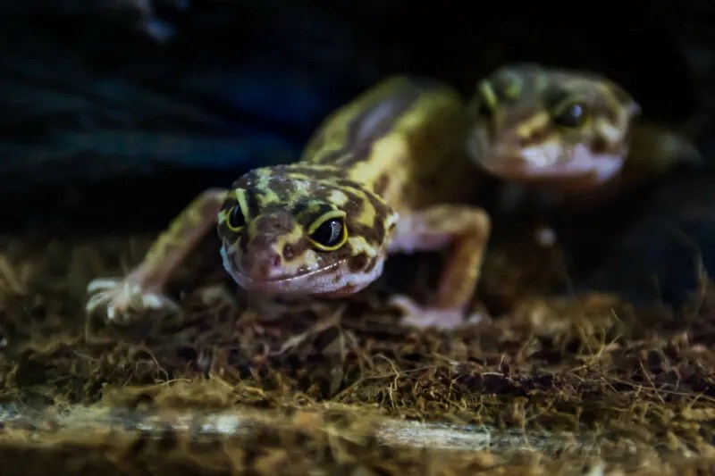 The Right Time To Turn Off Your Leopard Gecko’s Lights Reptile Craze