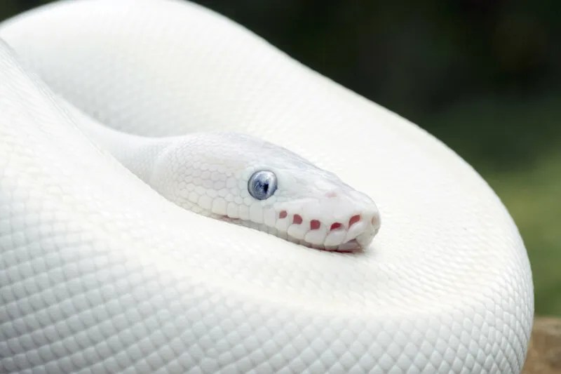 10 Signs That Your Snake Is Dying + How To Help Reptile Craze