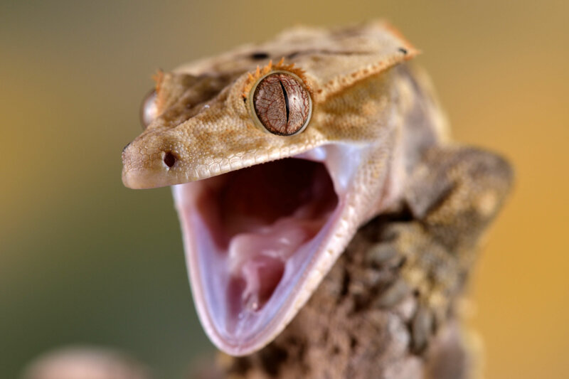 How Long Can Crested Geckos Go Without Food Or Water? Reptile Craze