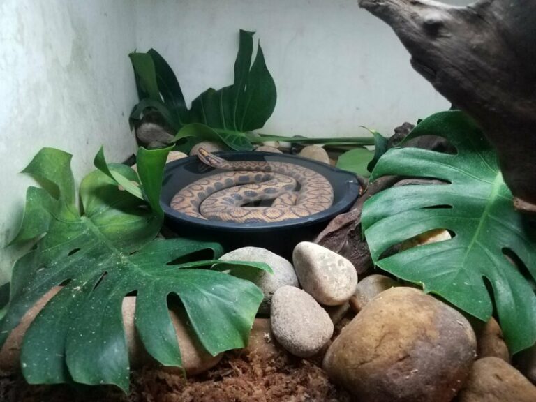 How Long Can Snakes Survive Without Food? Reptile Craze