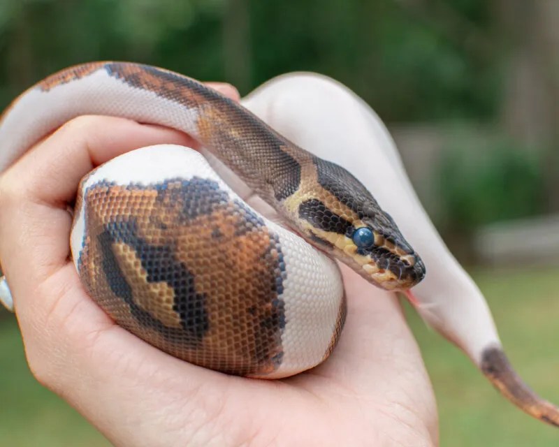 Is It Okay To Handle A Snake Before Or While Shedding? Reptile Craze