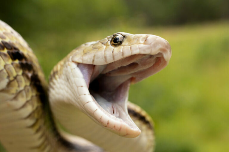 How Long Can Snakes Survive Without Food? Reptile Craze