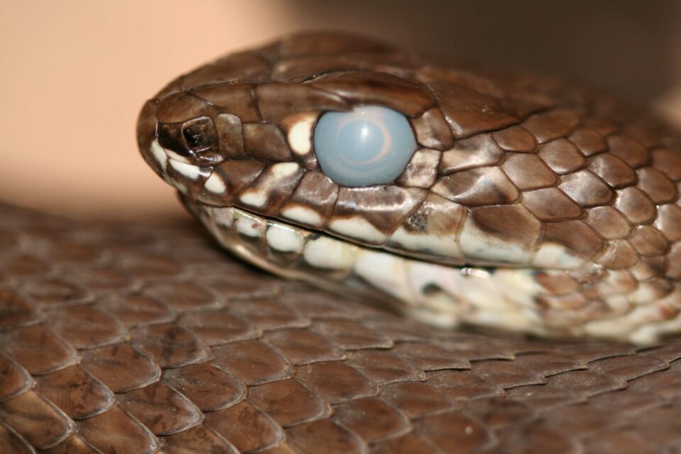 16 Eye Problems In Snakes And How To Help Reptile Craze