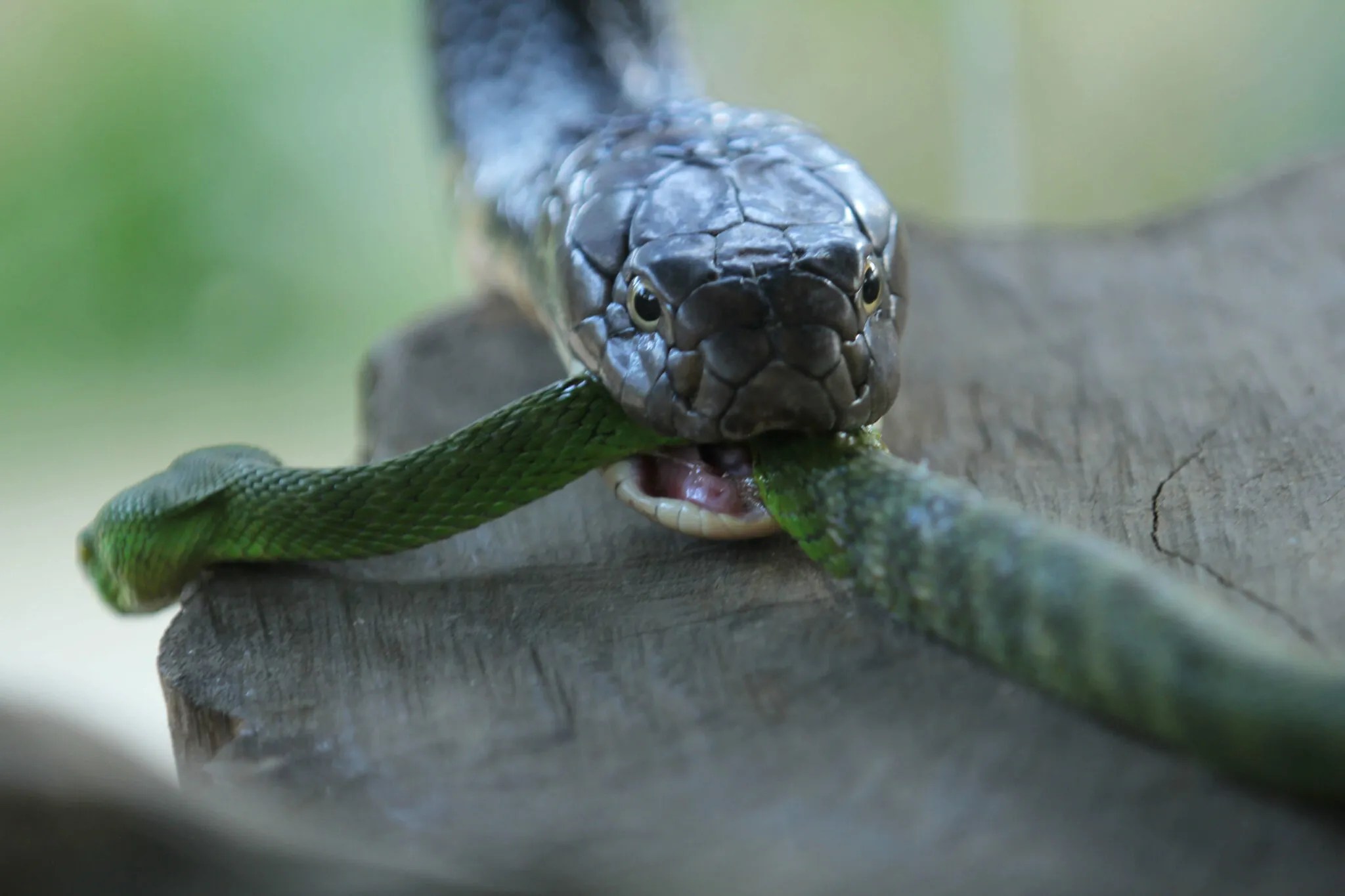 The Ultimate Snake Poop Guide Reptile Craze