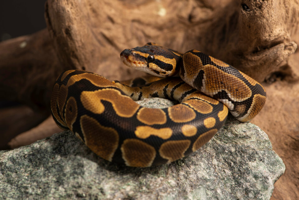 This Happens When A Snake Gets Too Cold Reptile Craze