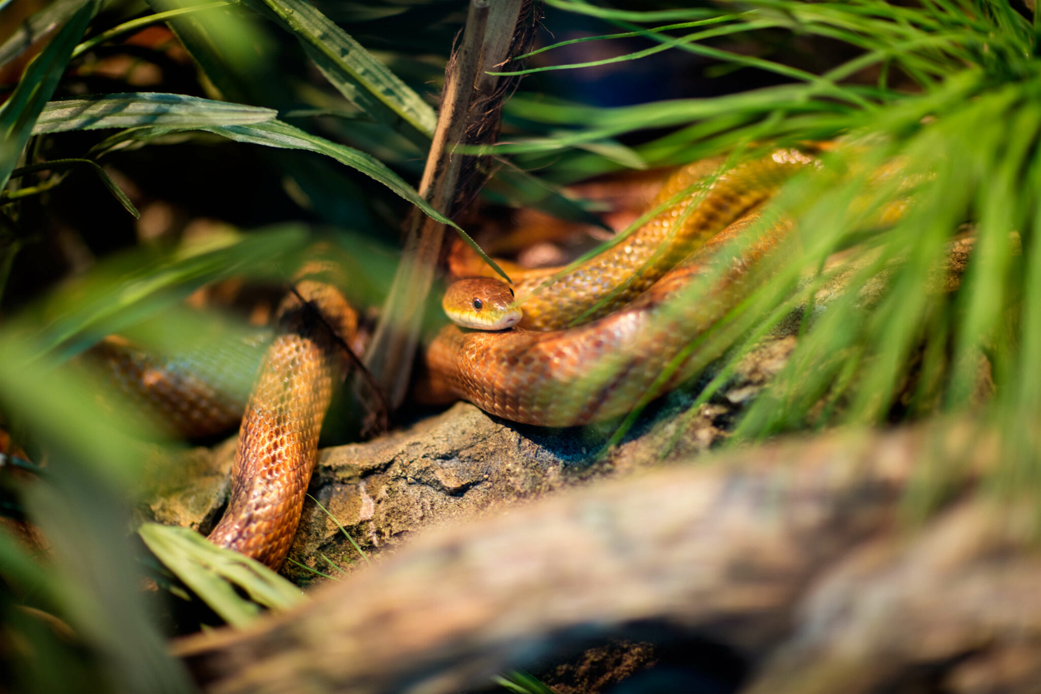 Do Snakes Need A Heat Lamp? Heat Lamps Vs Heat Mats Reptile Craze