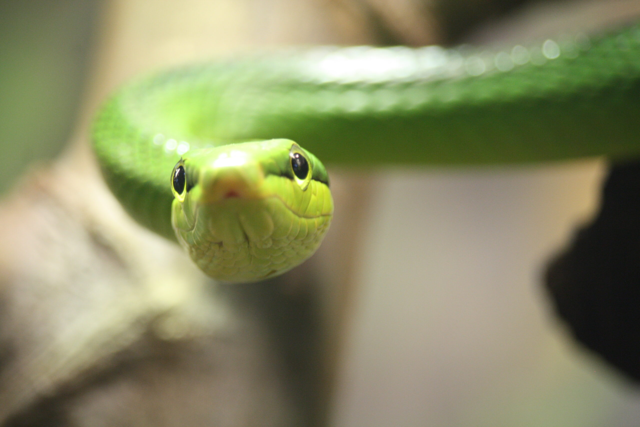 4 Reasons Why Your Snake Is Scared Of You Do THIS! Reptile Craze