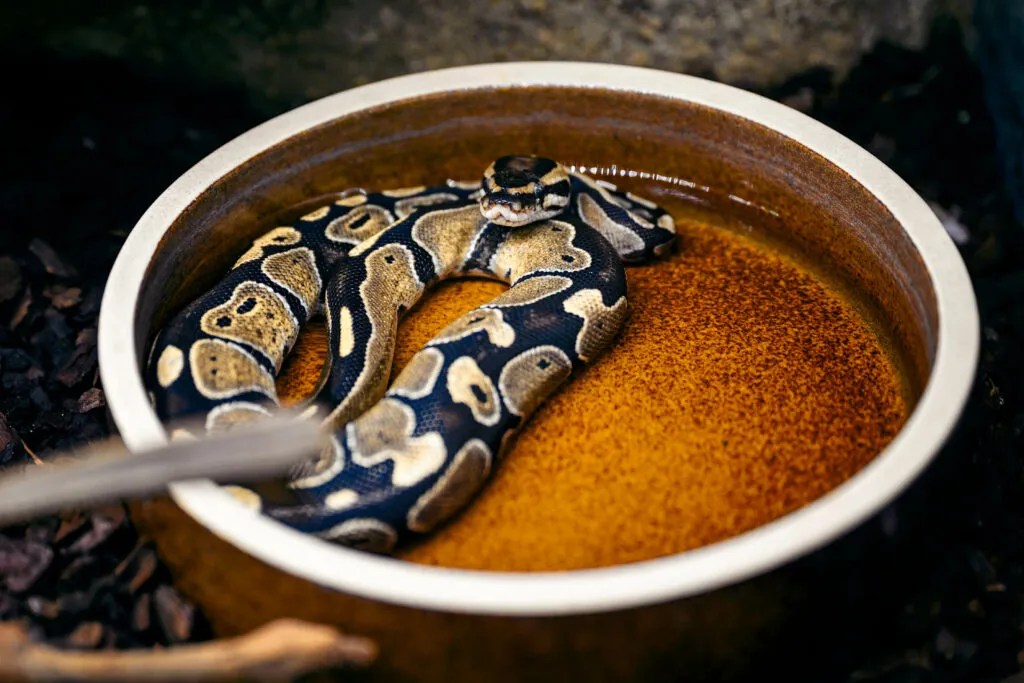 How Often Should You Soak A Snake? Reptile Craze