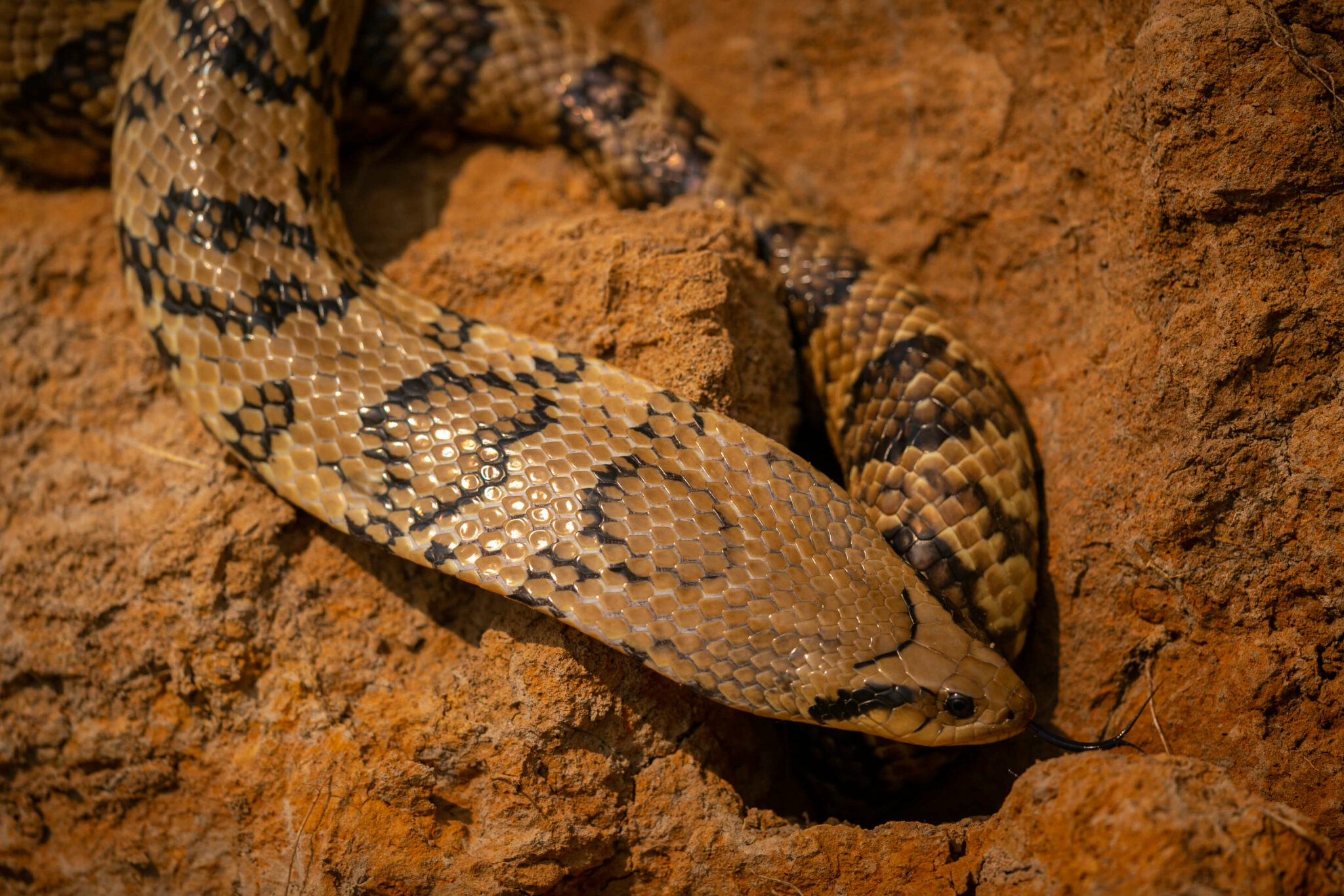 3 NonVenomous Snakes That Look Like Cobras Reptile Craze