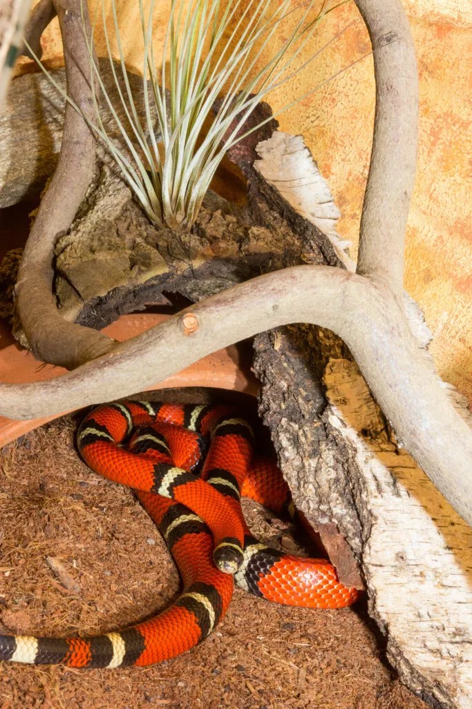 Do Snakes Need A Heat Lamp? Heat Lamps Vs Heat Mats Reptile Craze