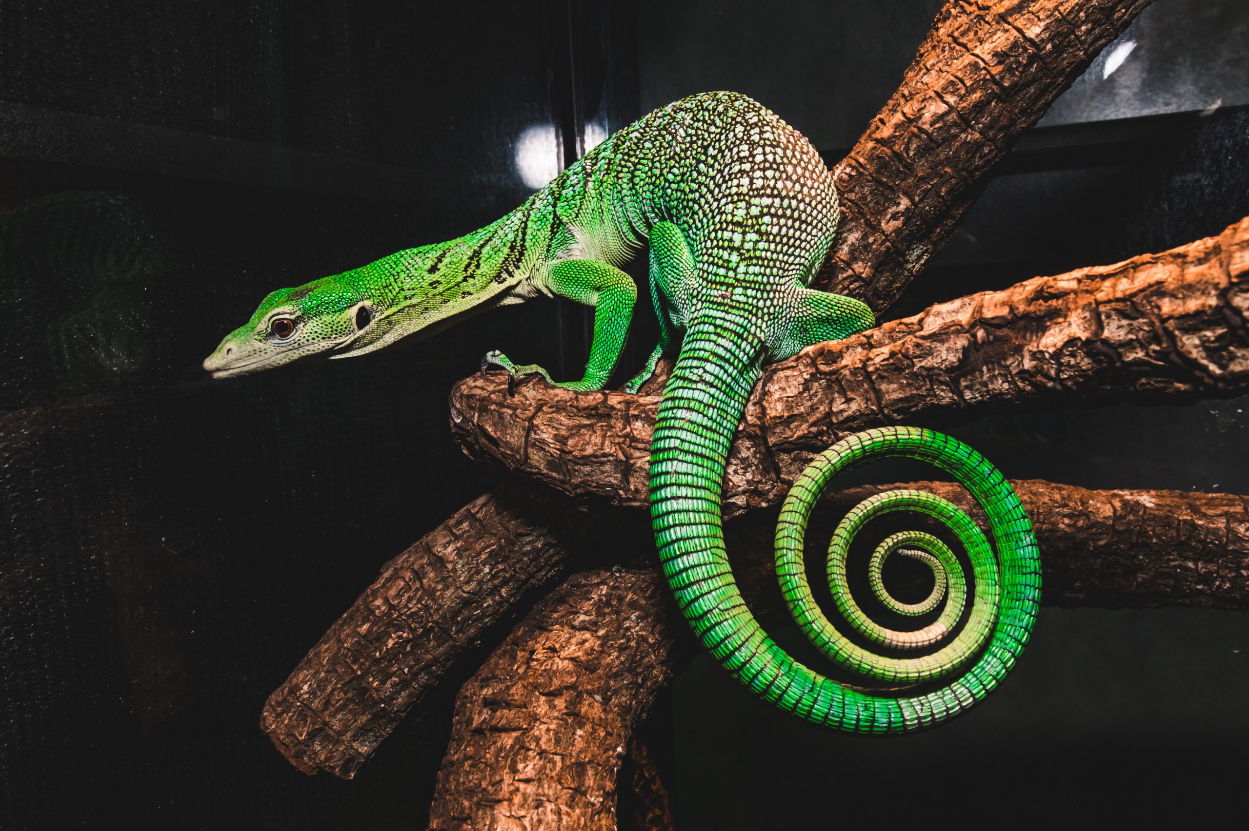 12 Reptiles That Can Live In A 100Gallon Tank Forever Reptile Craze