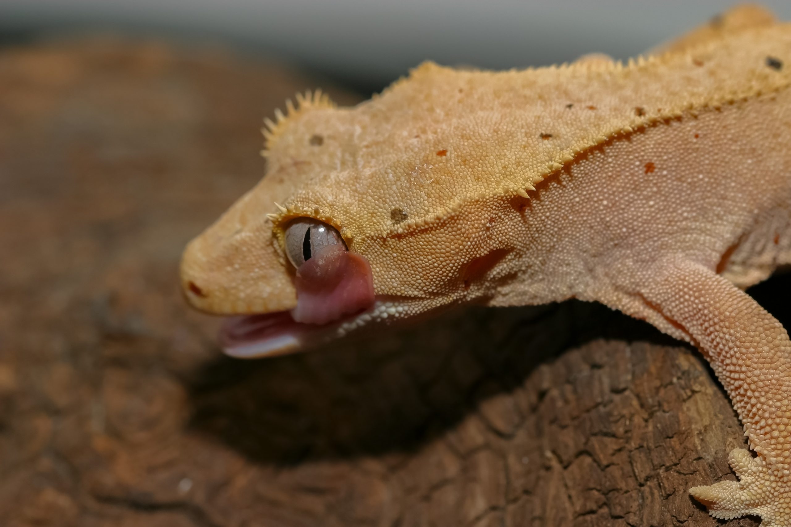 Crested Gecko Mouth Rot Symptoms, Treatment, and Causes Reptile Craze