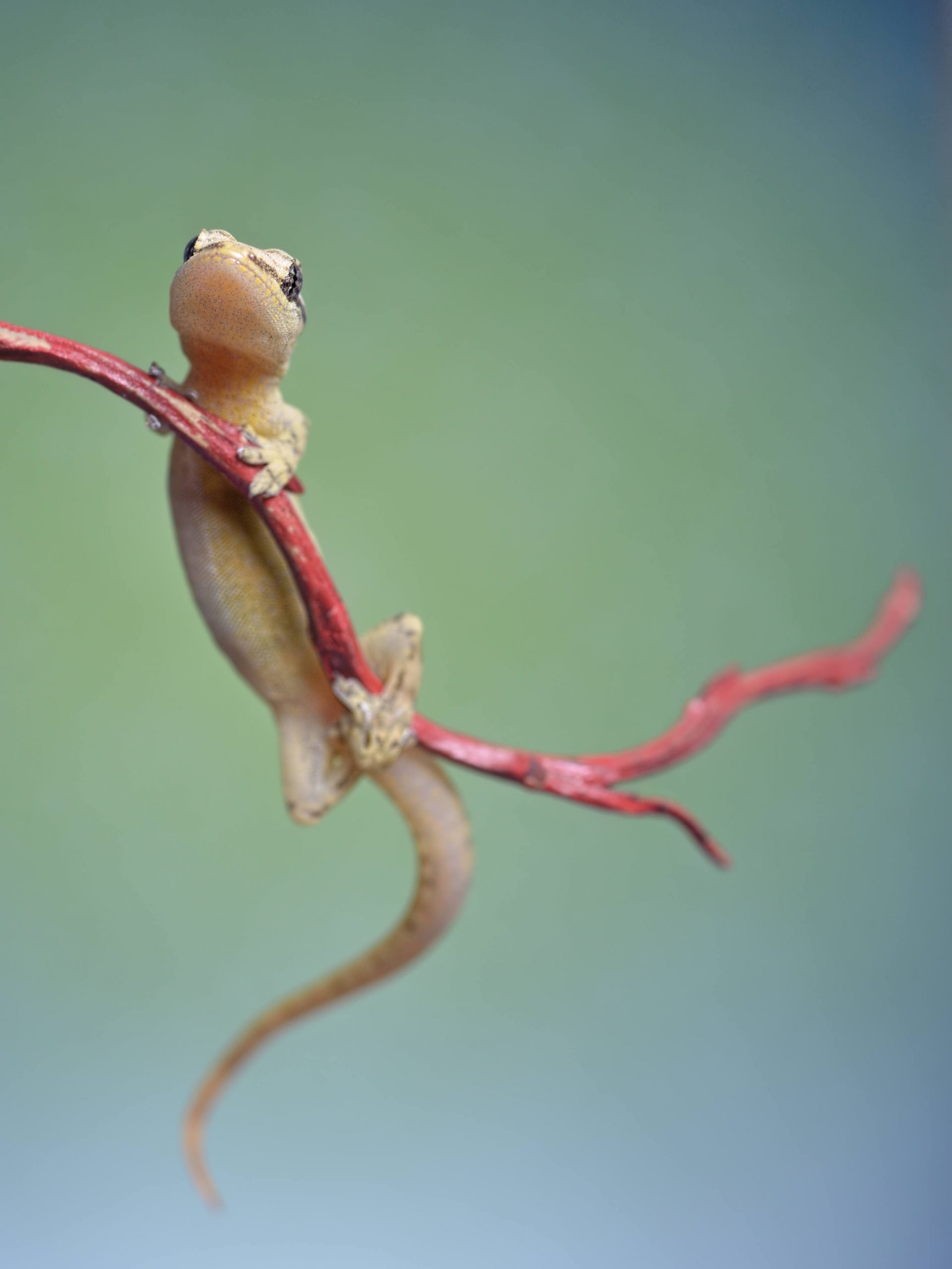 Create The Perfect Mourning Gecko Enclosure In 7 Steps Reptile Craze