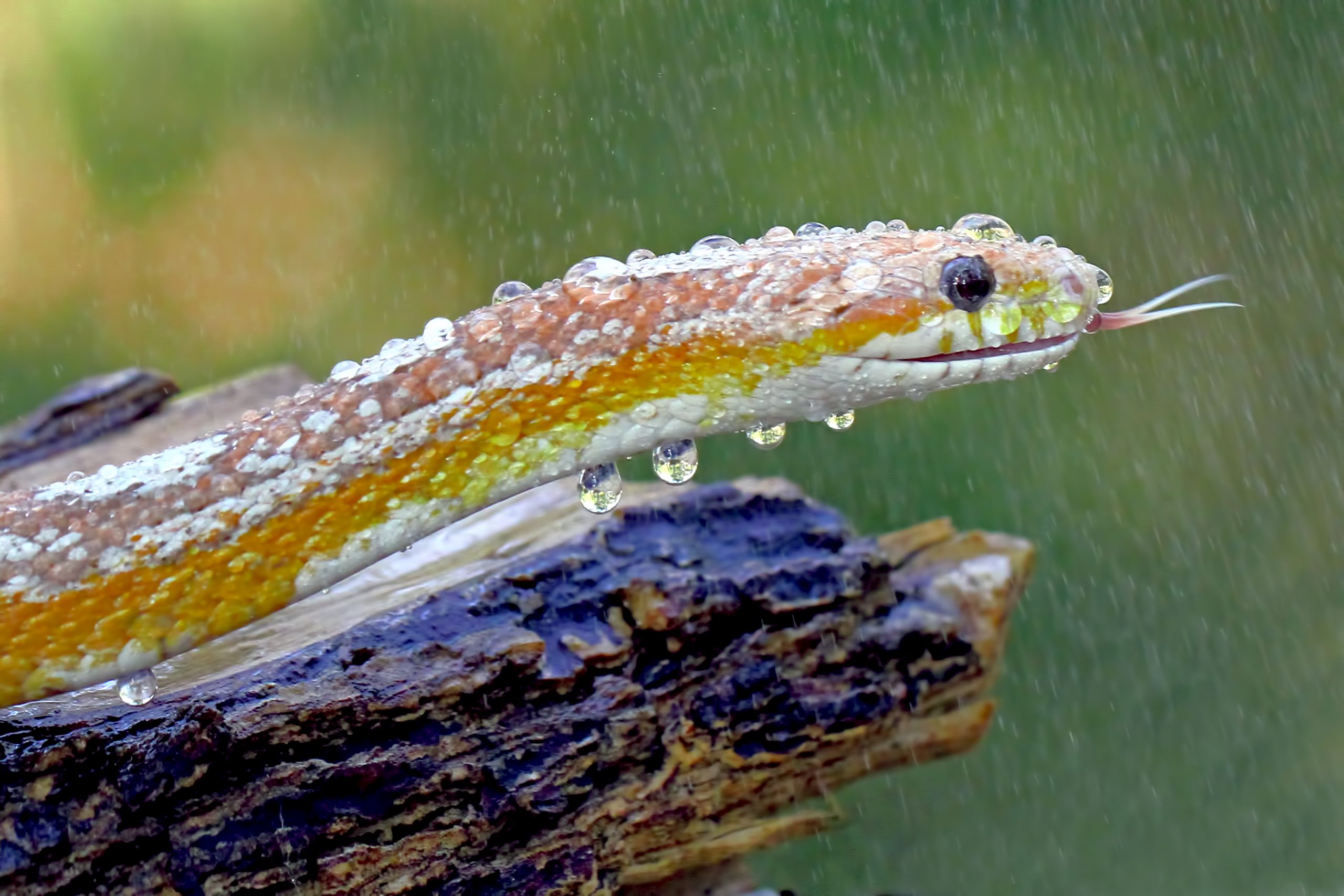 Do Snakes Like Being Sprayed With Water? How To Do It Reptile Craze