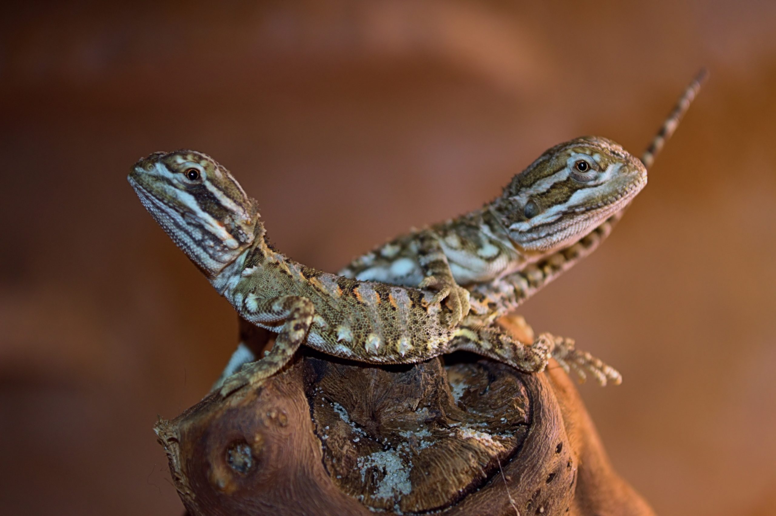 14 Reptiles That Can Live In A 30Gallon Tank Reptile Craze