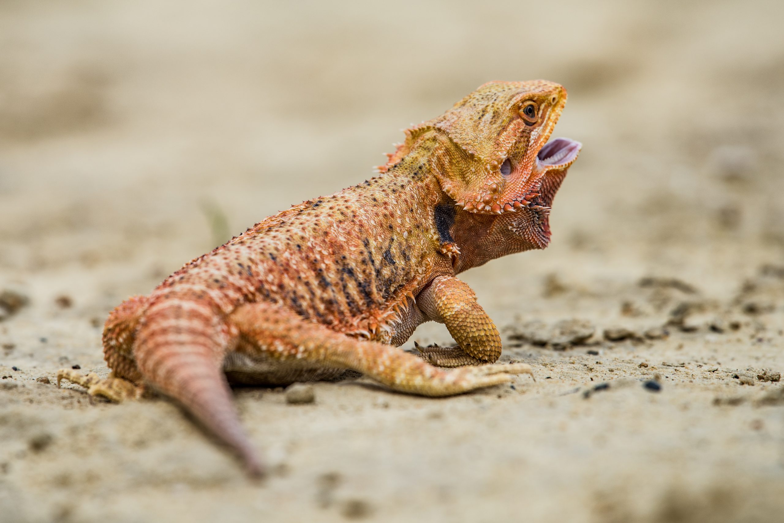 Why Bearded Dragons Puff Up + When To Worry Reptile Craze