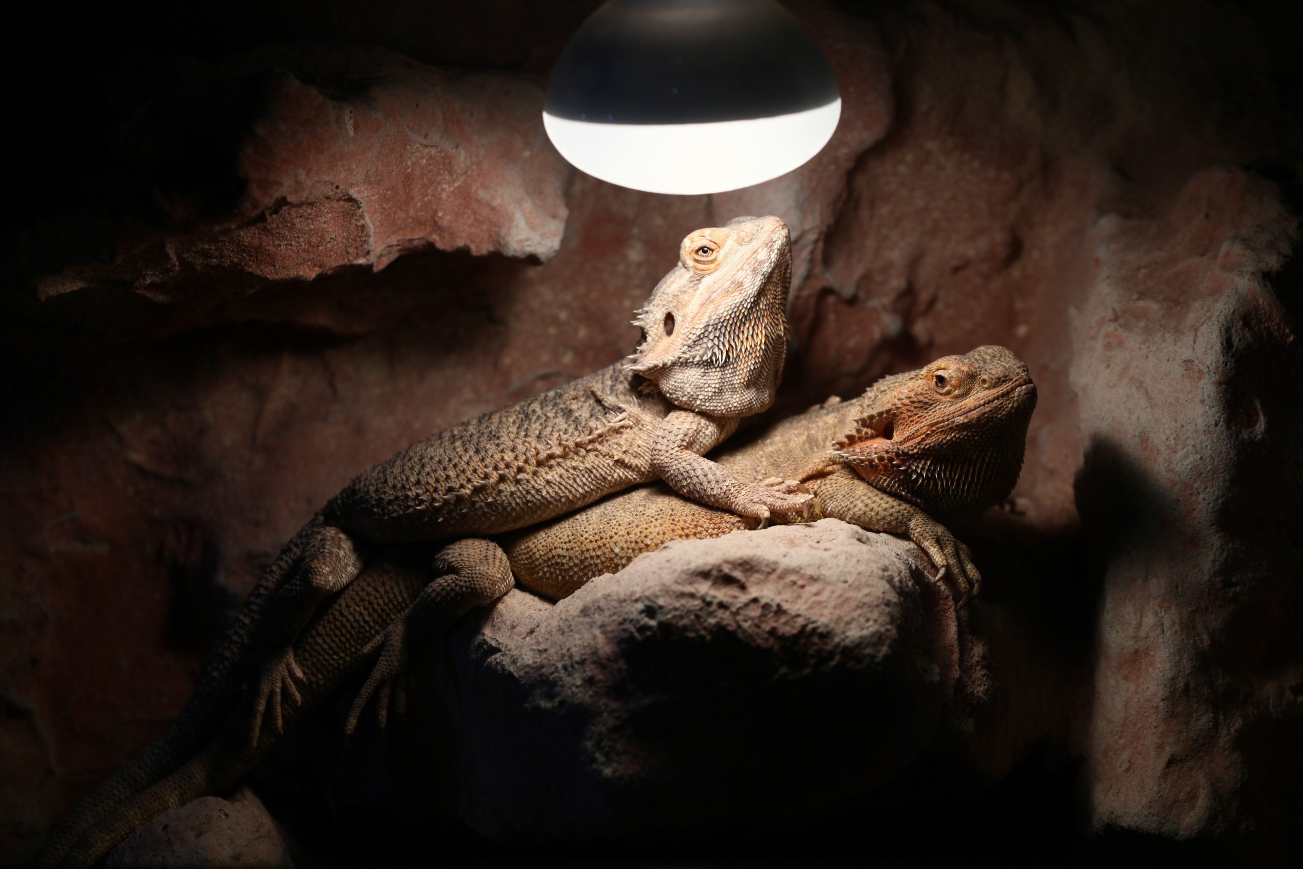 Do Bearded Dragons Need Light At Night? Dos And Don’ts Reptile Craze