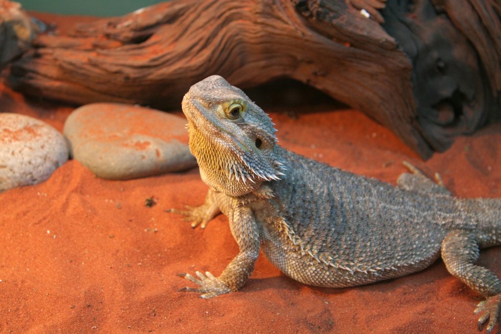 Is Sand Bad For Bearded Dragons? The Truth Reptile Craze