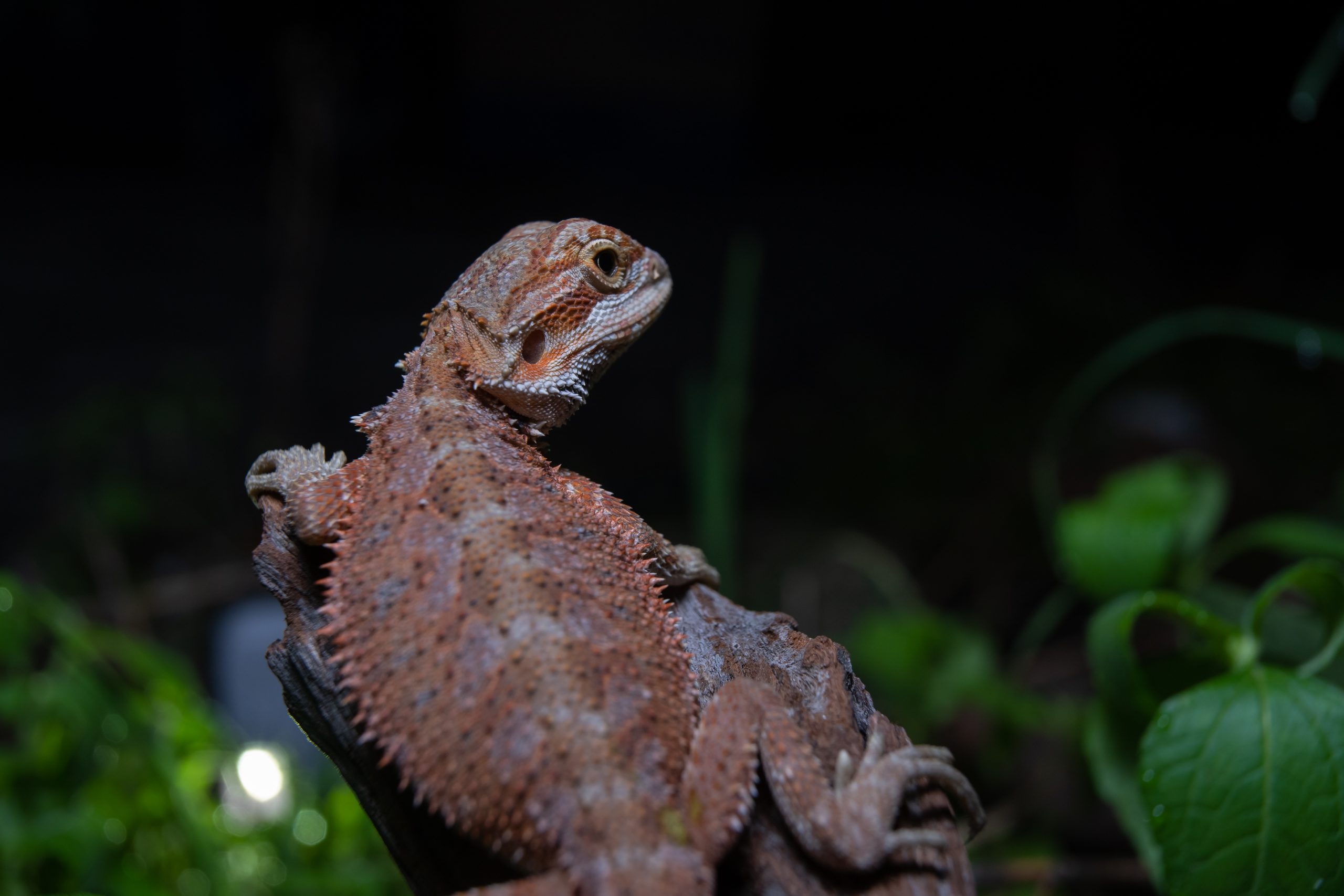 Do Bearded Dragons Need Heat At Night? Do This! Reptile Craze