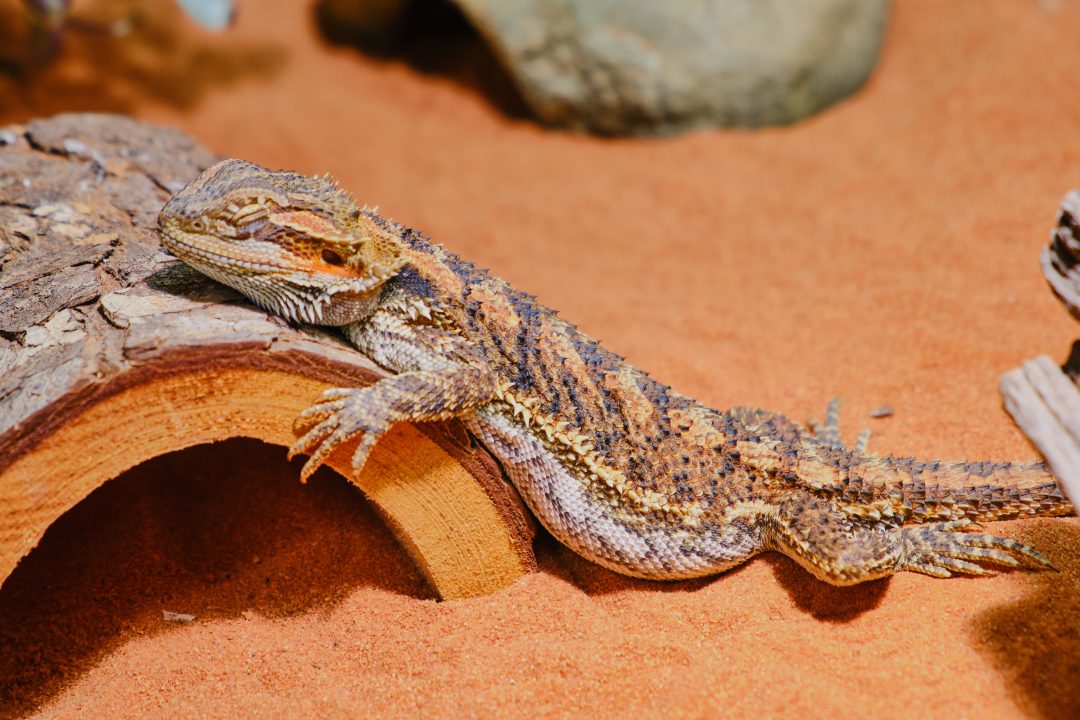 Why Your Bearded Dragon Is Laying Flat (Pancaking Explained) Reptile