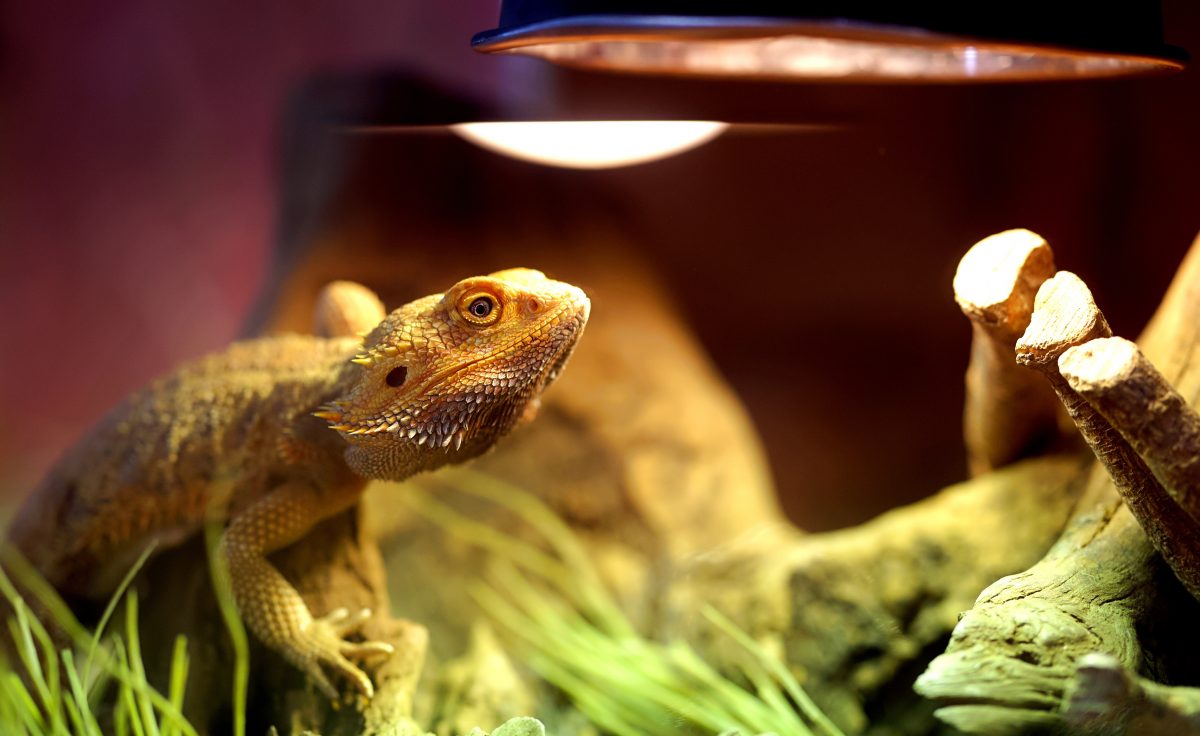 Do Bearded Dragons Need Light At Night? Dos And Don’ts Reptile Craze