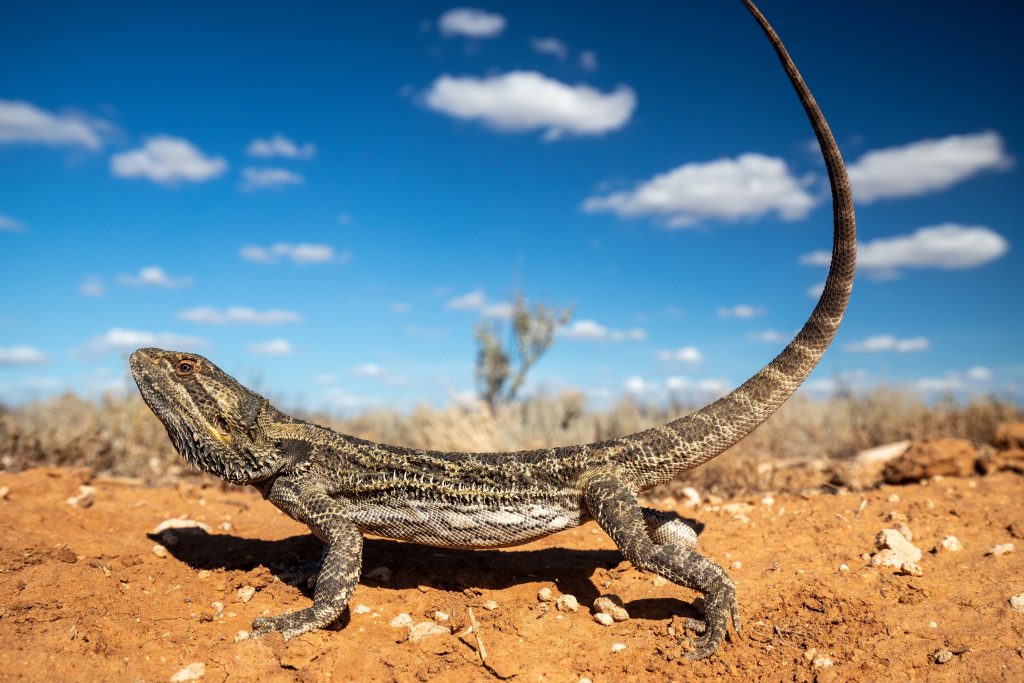 Is Sand Bad For Bearded Dragons? The Truth Reptile Craze