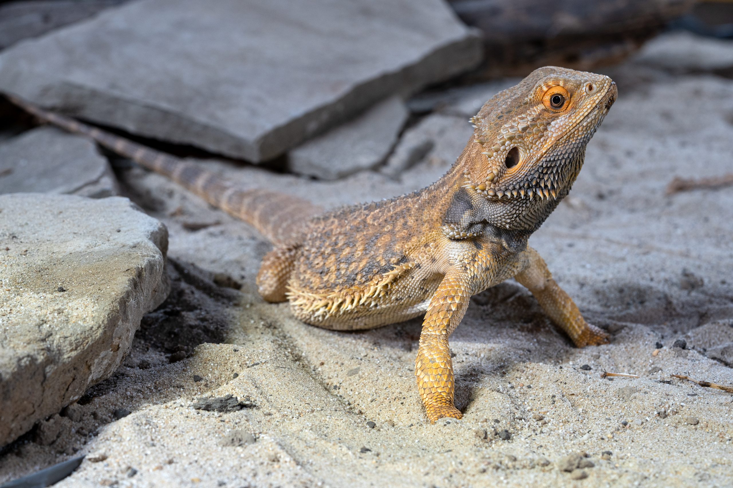 Is Sand Bad For Bearded Dragons? The Truth Reptile Craze