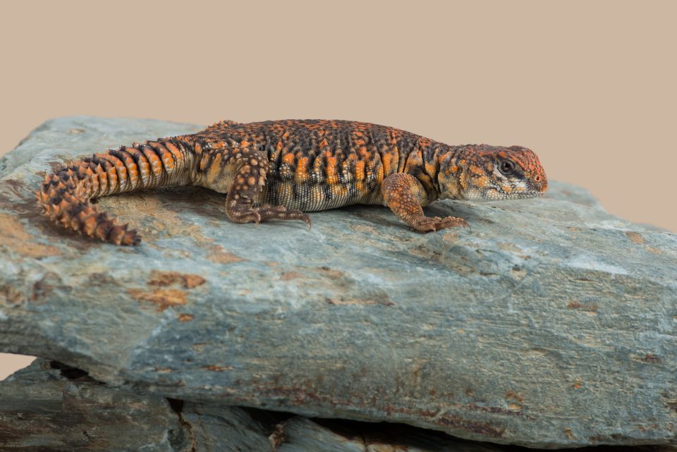 Uromastyx Care Guide Diet, Housing, Facts Reptile Craze