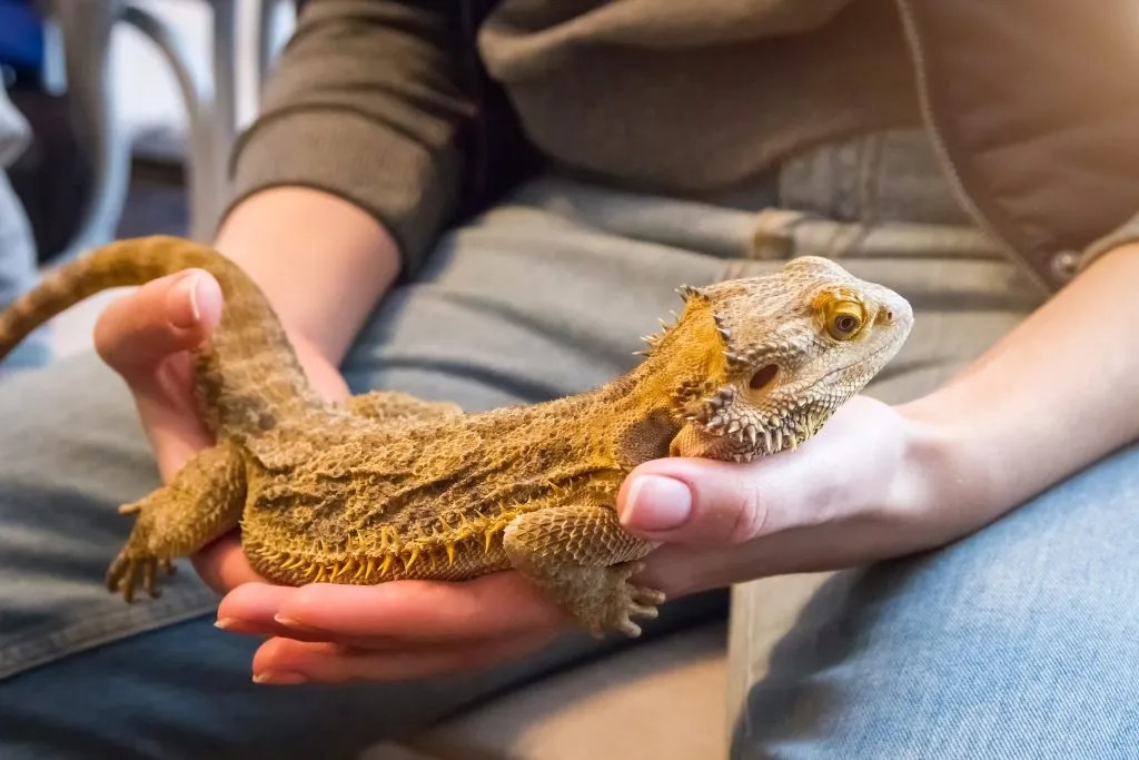 Do Bearded Dragons Like To Be Pet? Do This! Reptile Craze