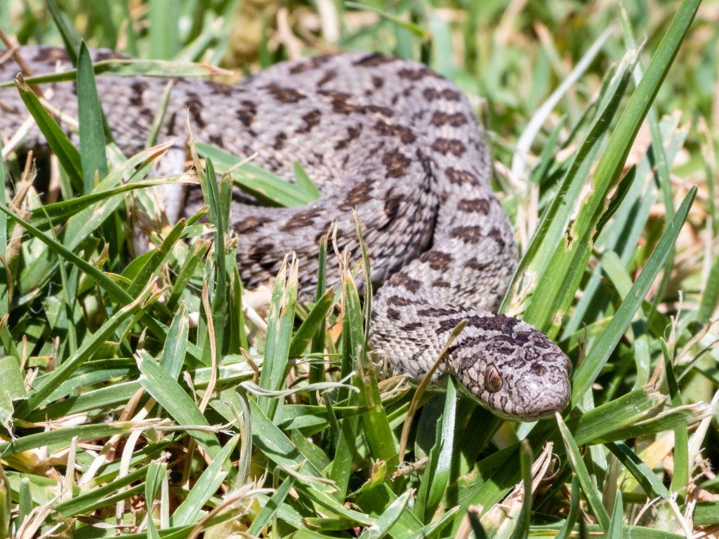 African EggEating Snake Care Guide Reptile Craze