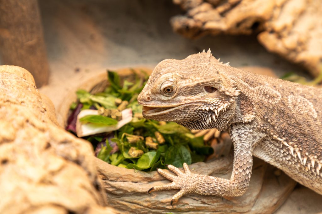Why Your Bearded Dragon Is Throwing Up And What To Do Now Reptile Craze