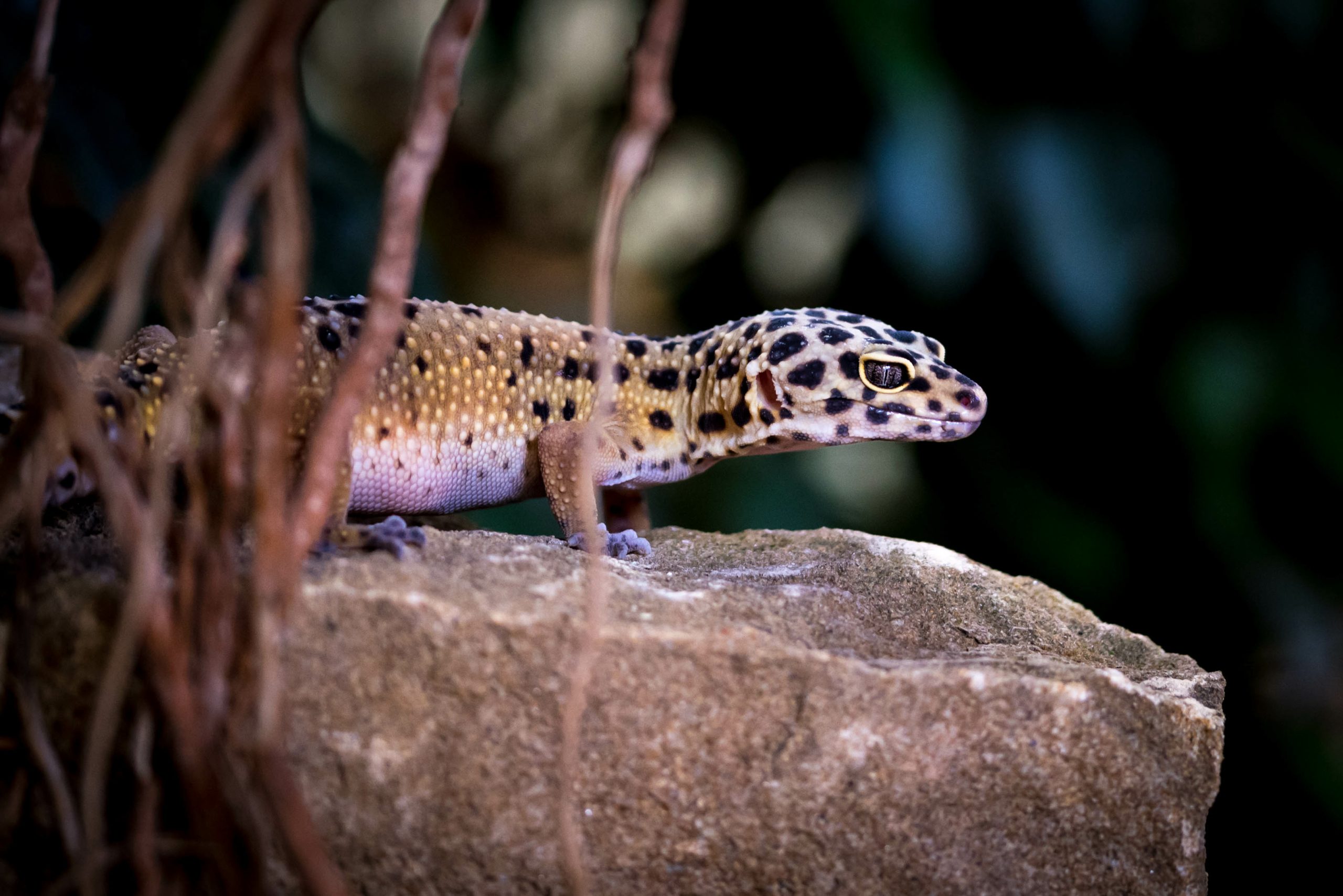 Leopard Gecko Care Guide Diet, Housing, Facts Reptile Craze