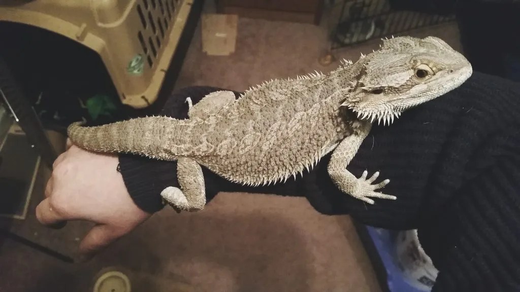 Do Bearded Dragons Like To Be Pet? Do This! Reptile Craze