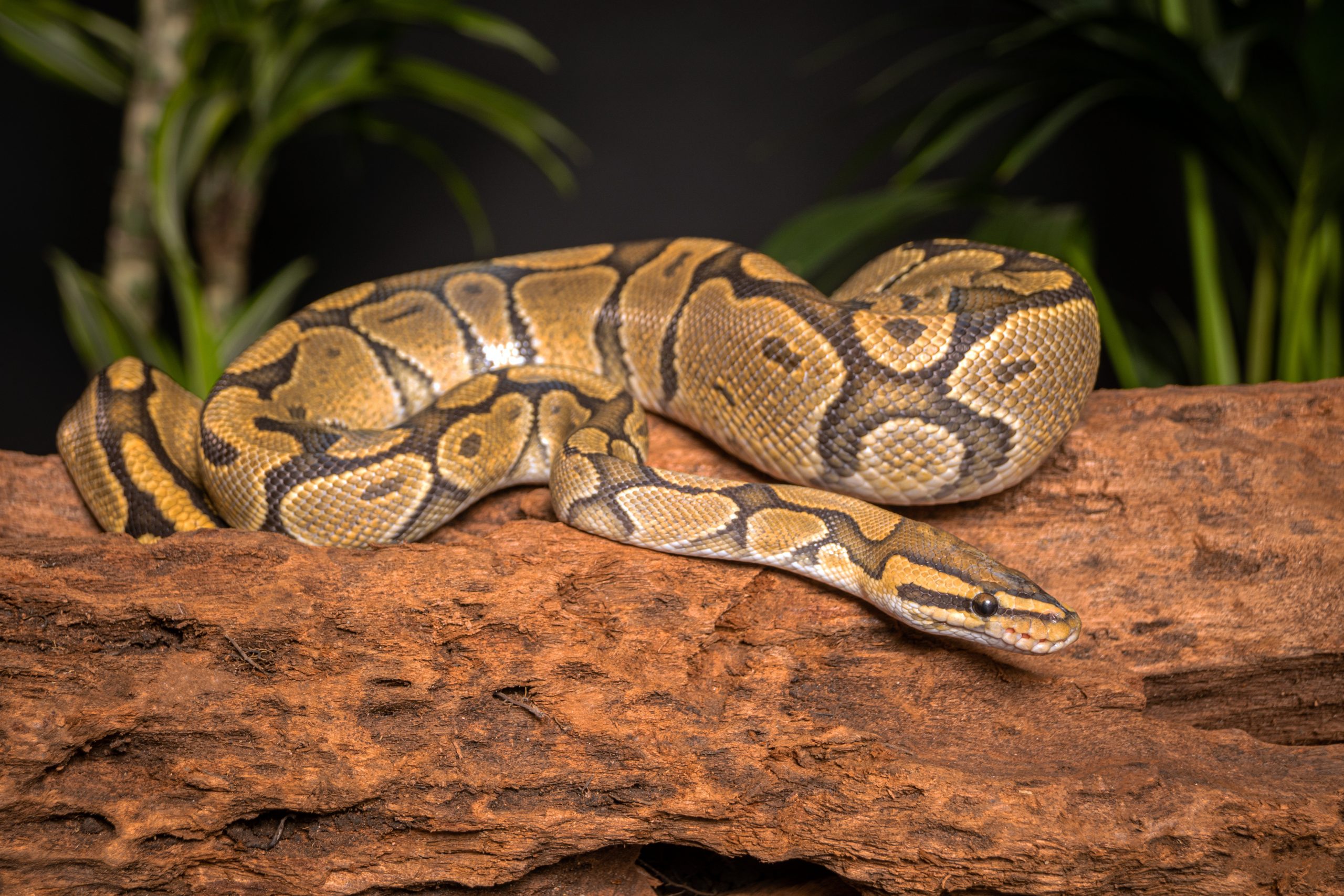 Ball Python Care Guide Diet, Enclosure, Behavior Reptile Craze