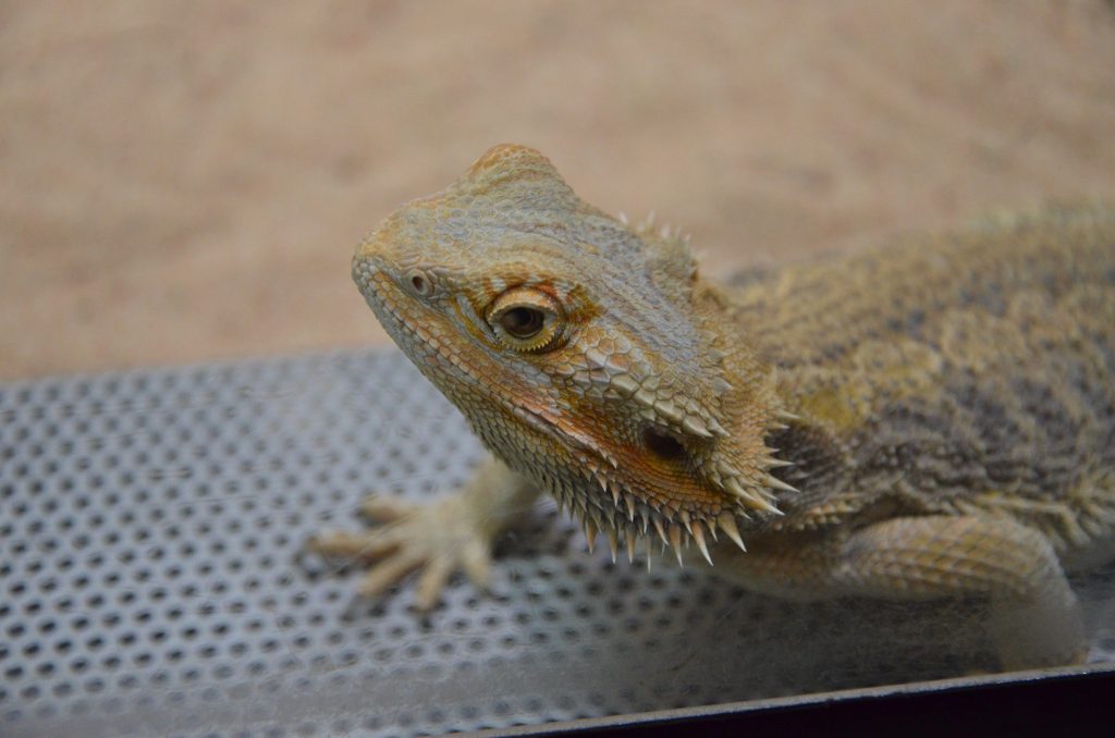 Bearded Dragon Temperature And Humidity Requirements at Wilma Huguley blog