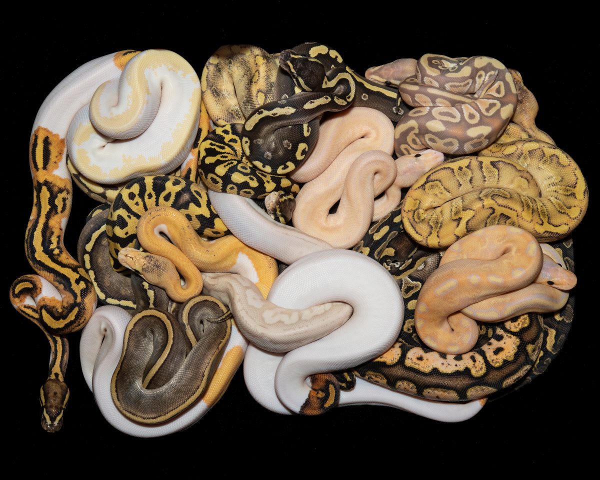 Ball Python Care Guide Diet, Enclosure, Behavior Reptile Craze
