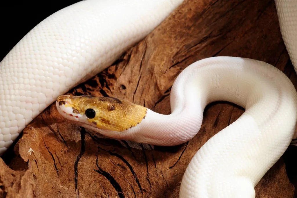 Ball Python Care Guide Diet, Enclosure, Behavior Reptile Craze